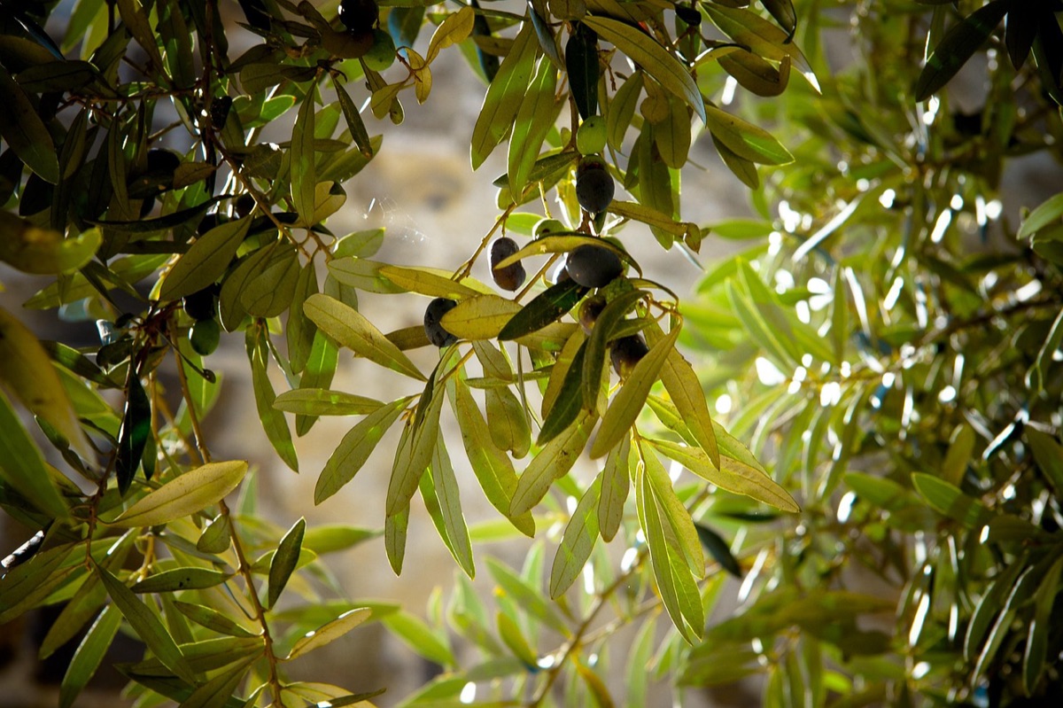 olivo in luce del sole