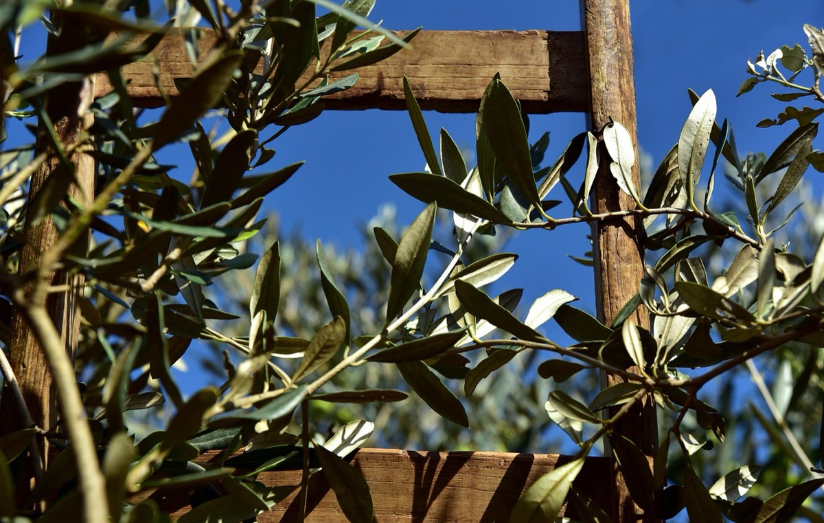 oliveto al sole