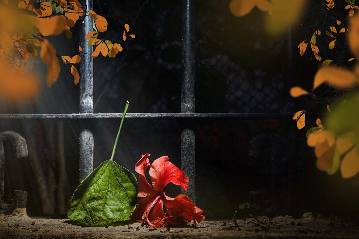 Chaise rouge dans un jardin ensoleillé