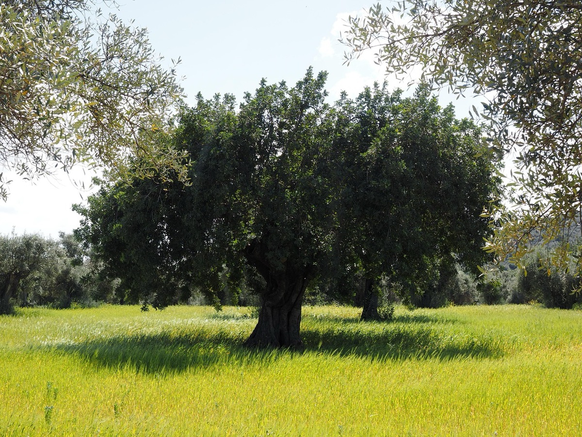 Sonnenbrüchige Olivenbäume