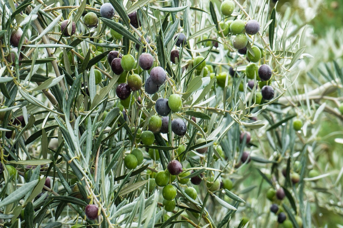drought-stricken olive grove